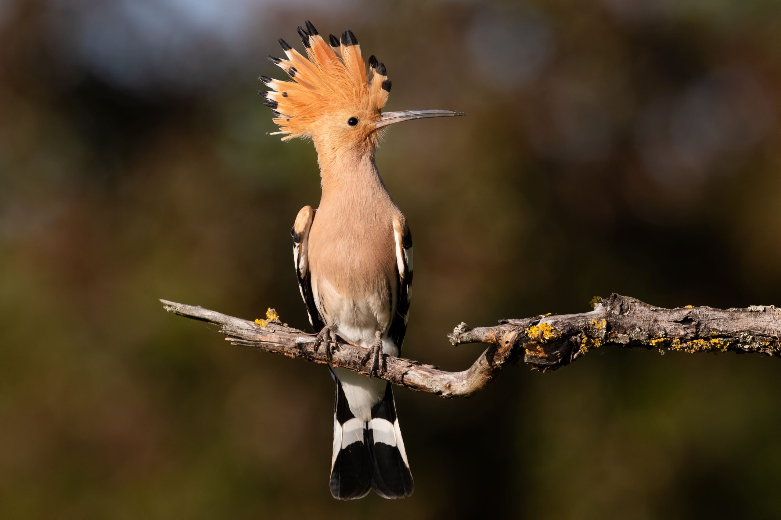 hoopoe