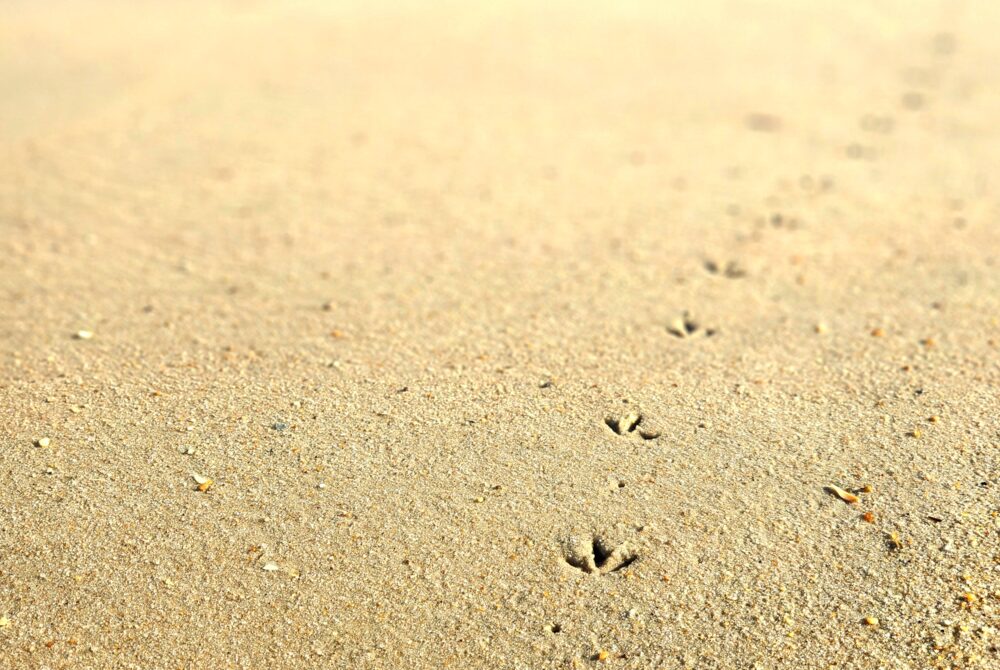 bird footprints