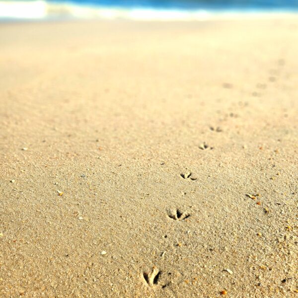 bird footprints