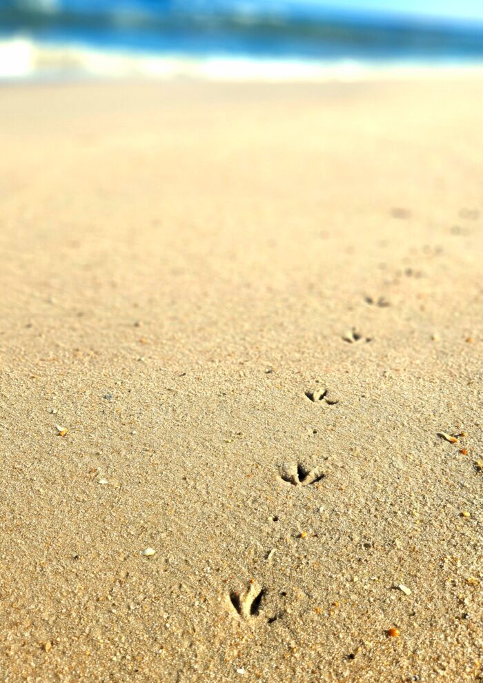 bird footprints