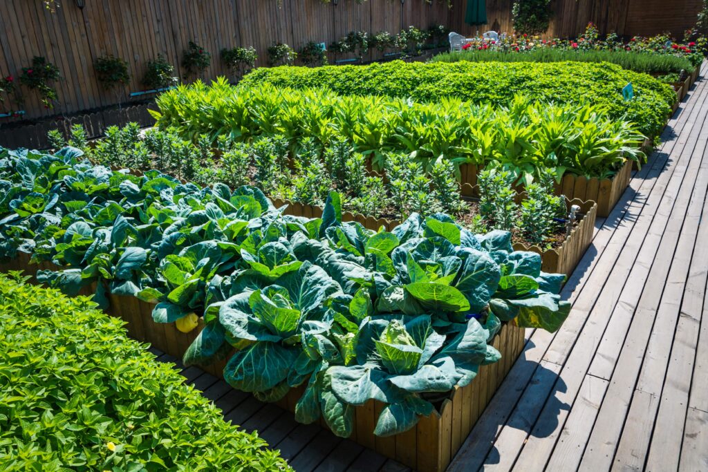 kitchen-garden